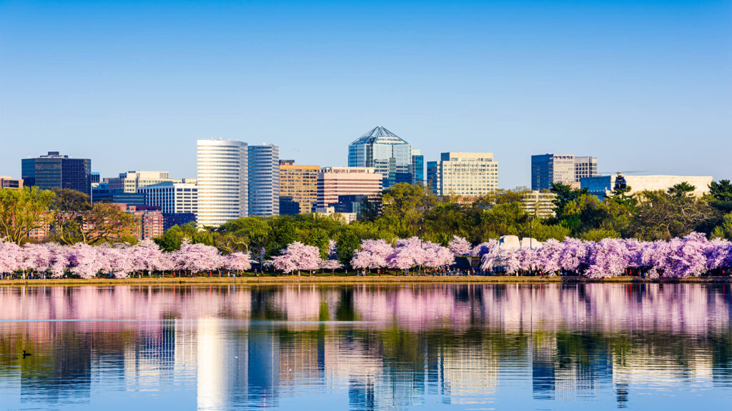 A Washington D.C. skyline with modern buildings is seen behind a row of cherry blossom trees, reflected in a calm body of water.