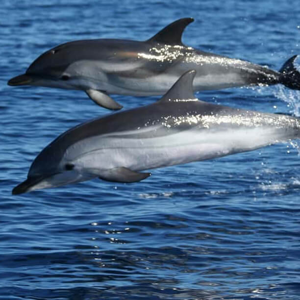 Cruise with dolphins image